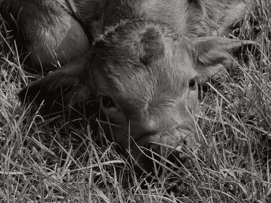 ChocChipIMG_6706_EditFlies_BW13